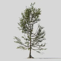 Tree 01