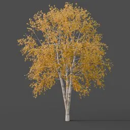 Silver Birch Tree Medium - Autumn