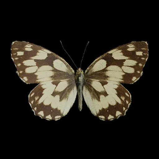 Real Butterfly