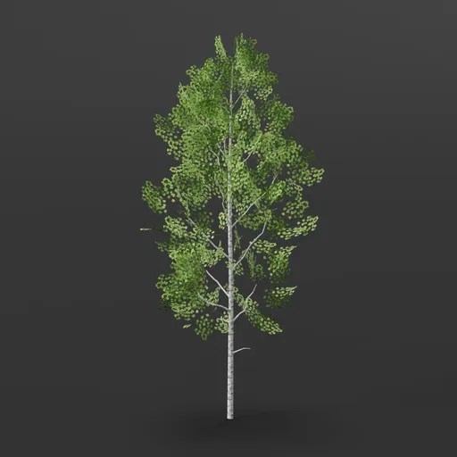 Aspen Tree long crown