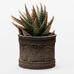 Aloe Pot Plant