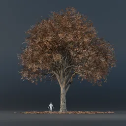 Oak Tree - Tall (Autumn)