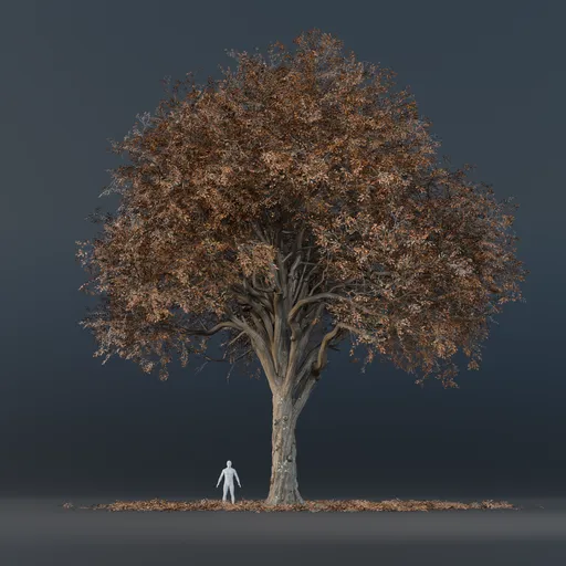 Oak Tree - Tall (Autumn)