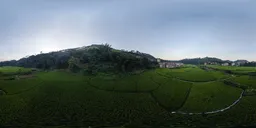 Sunset in the fields