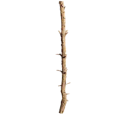 Pinus rigida Trunk