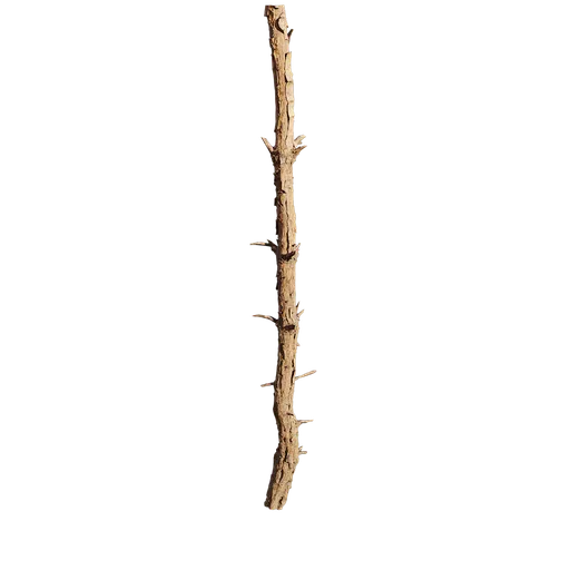 Pinus rigida Trunk