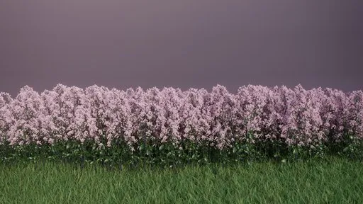 Oregano Meadow