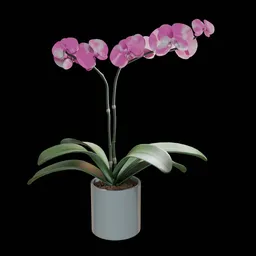 Realistic Phalaenopsis Orchid Flower