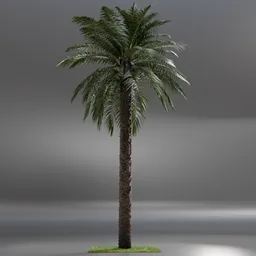 Dactylifera Palm Tree animated