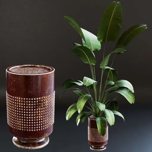 SJ-strelitzia-fantasy  pot 03