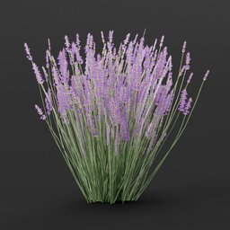 Lavender Flower Medium