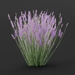 Lavender Flower Medium
