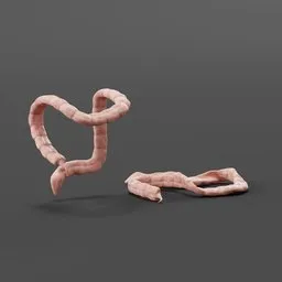 Detailed 3D rendering of a large human intestine model for Blender visualization and anatomical reference.