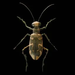 Realistic Bug