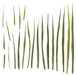 Echinochloa crus galli Leaf