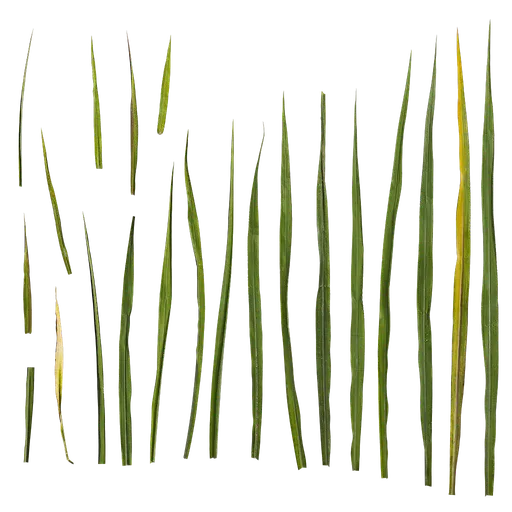 Echinochloa crus galli Leaf