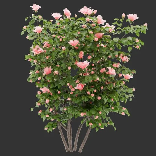 Flowering Bush Plant