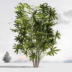 Rhapis ClusteredStems PBR Model