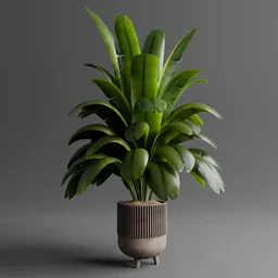 Tropical Bird Paradise Plant