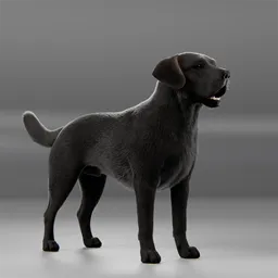 Dog Black Labrador Walking Cycle Animated