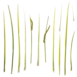 Acorus calamus Atlas