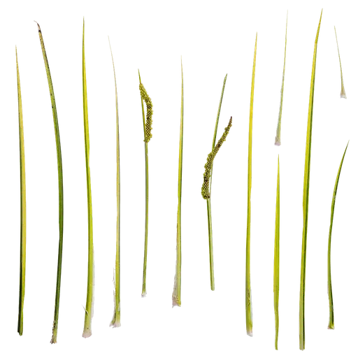Acorus calamus Atlas
