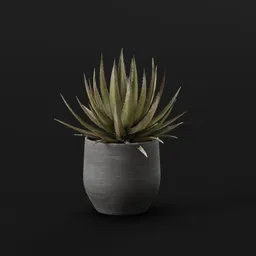 Plant Lech Agave Pot