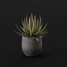 Plant Lech Agave Pot