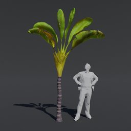 Tree Banana Palm B3