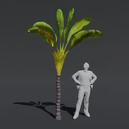 "High-quality Tree Banana Palm 3D model for Blender 3D with PBR textures and materials, ideal for game design asset packs and cinematic visuals. This model features realistic foliage and a round base, perfect for creating immersive island environments and game design assets."