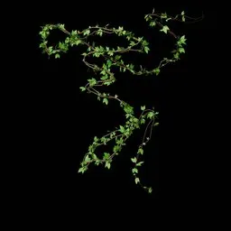 Climbing Vine - Leaf 13