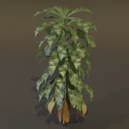 Dracaena Corn Plant Large