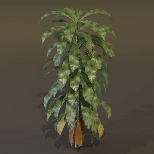 Dracaena Corn Plant Large