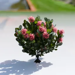 Plant Skimia Japonica