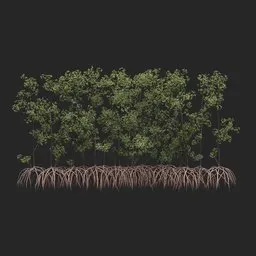 Mangrove Tree