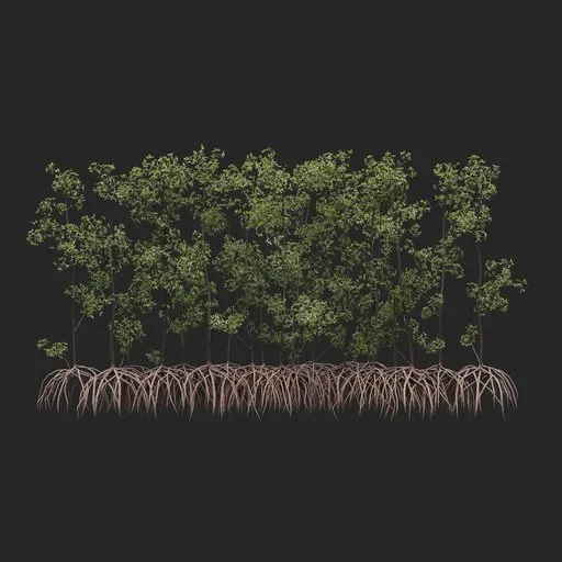 Mangrove Tree