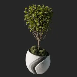 Weeping fig Plant 03