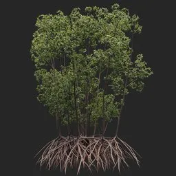 Mangrove Tree