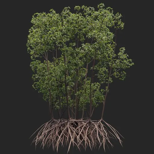 Mangrove Tree