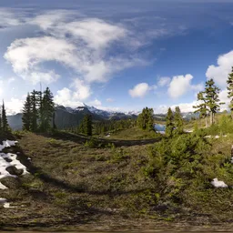 Trees in Landscape Summer Day