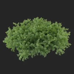 Groundcover Bush Plant