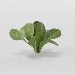 Young Lettuce