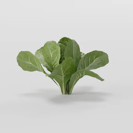 Young Lettuce