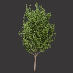 Realistic Sycamore Tree