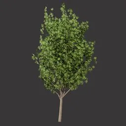 Realistic Sycamore Tree