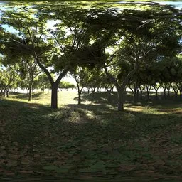 Day Forest HDR optimised 12K