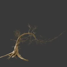 Dry Tree
