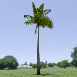 Imperial Palm Tree Animated