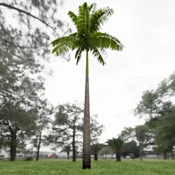 Imperial Palm Tree Animated