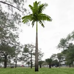 Imperial Palm Tree Animated